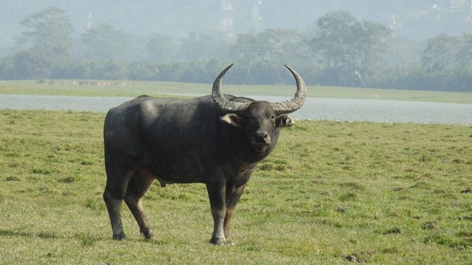 Kaziranga National Park Buffalo at Kaziranga National Park