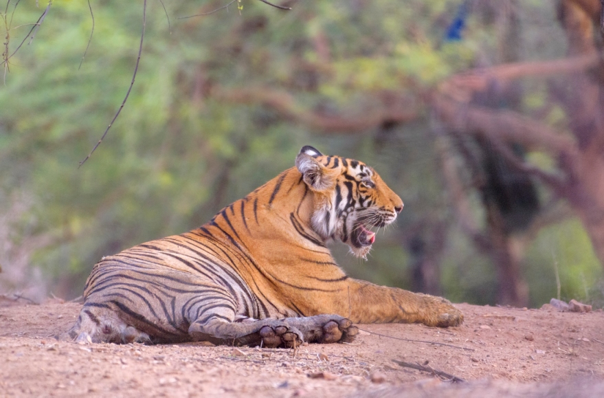 Royal Bengal Tiger at Ranthambore National Park