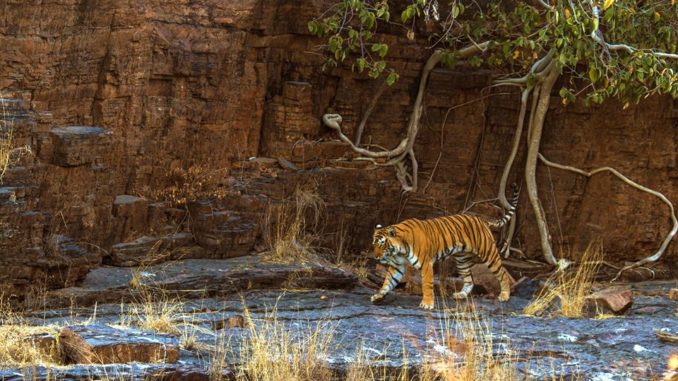 Ranthambore Tiger Reserve Ranthambore Tiger Reserve