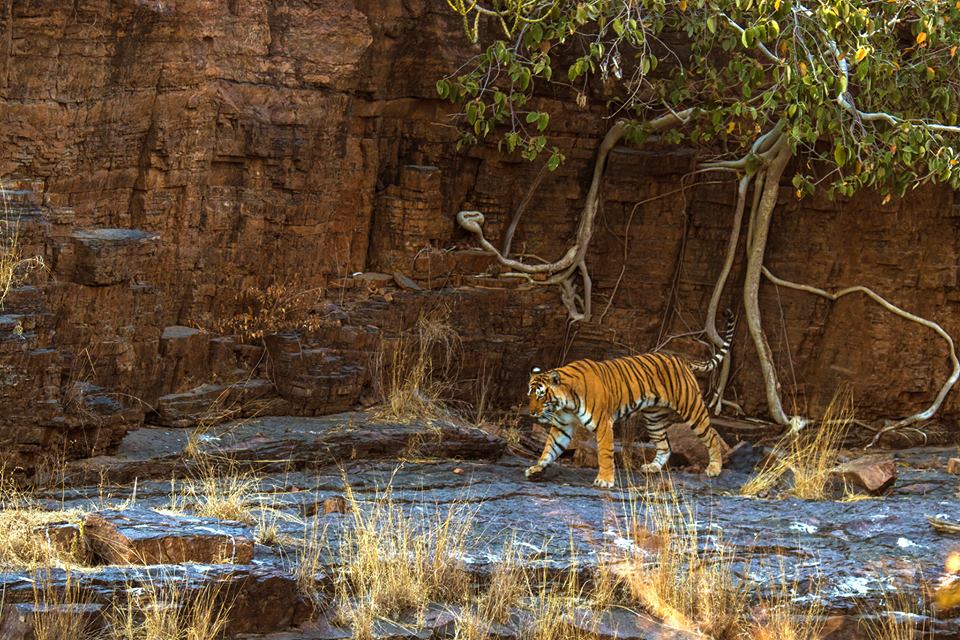 Ranthambore Tiger Reserve