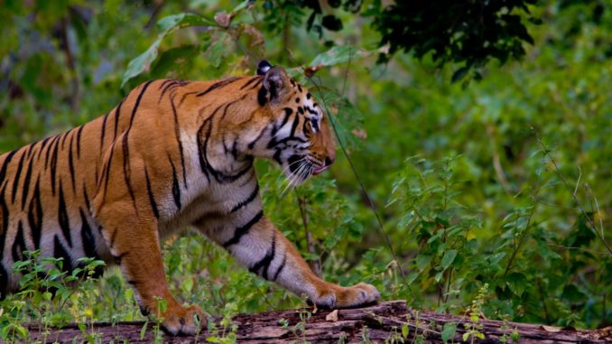 Bengal Tiger - Maya-Tadoba Royal Bengal Tiger
