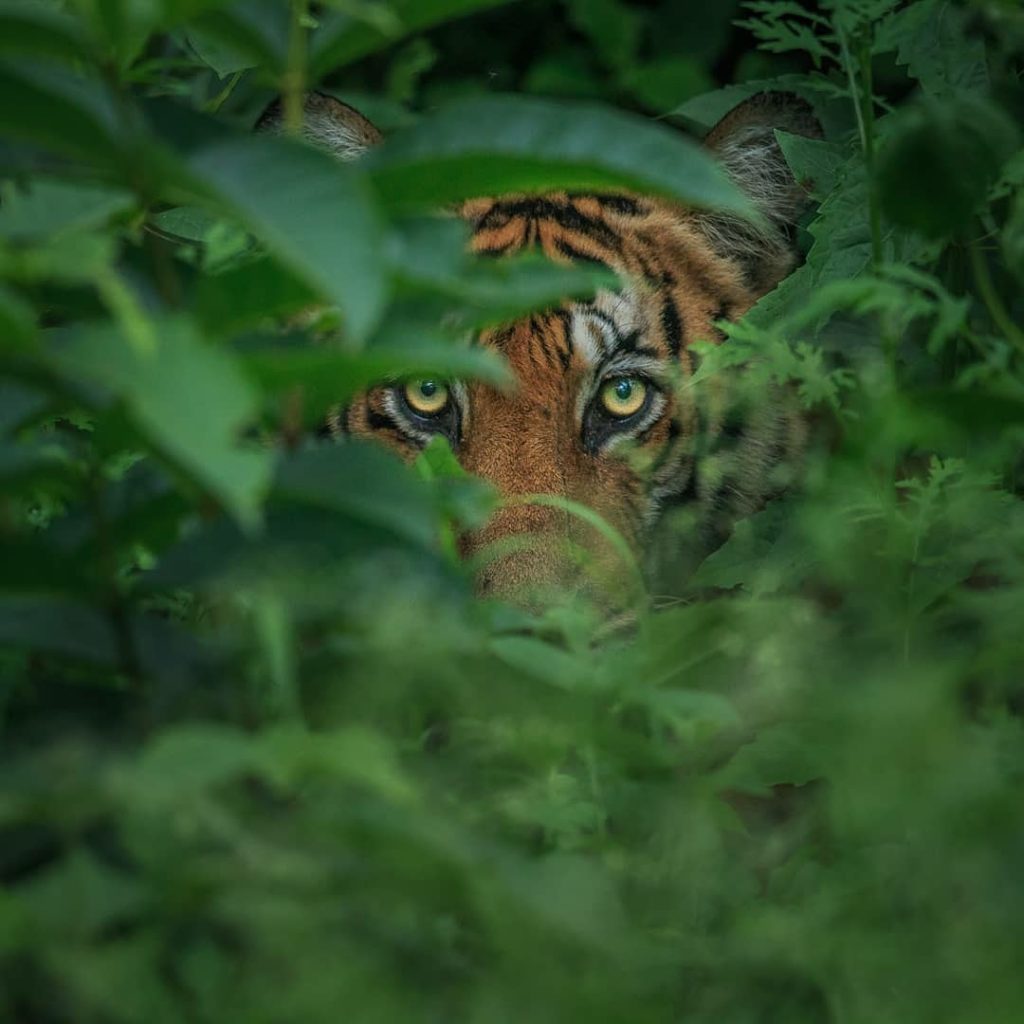 Tiger Ambush