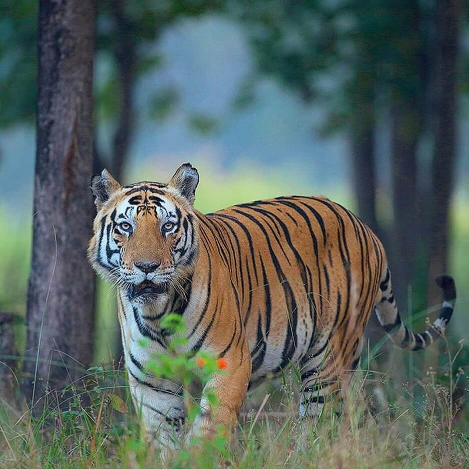 Royal Bengal Tiger appearance