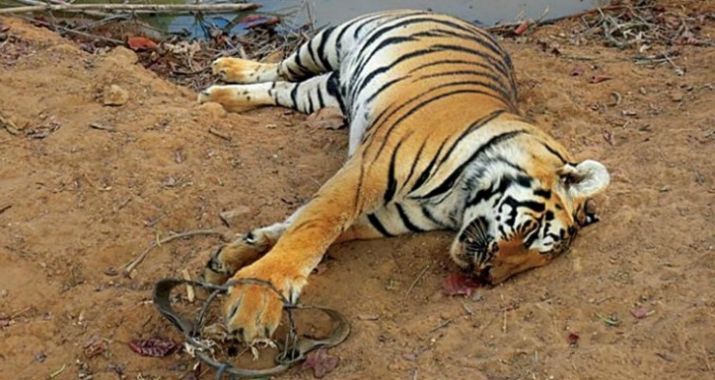 Tiger Poaching