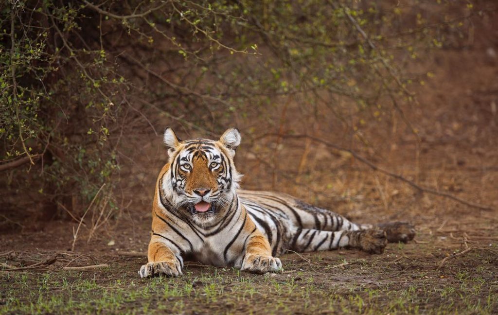 Sariska Tiger Reserve Rajasthan