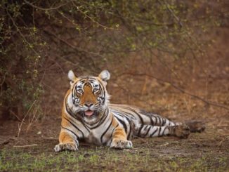 Sariska Tiger Reserve Rajasthan