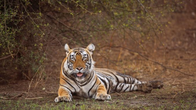 Sariska Tiger Reserve
