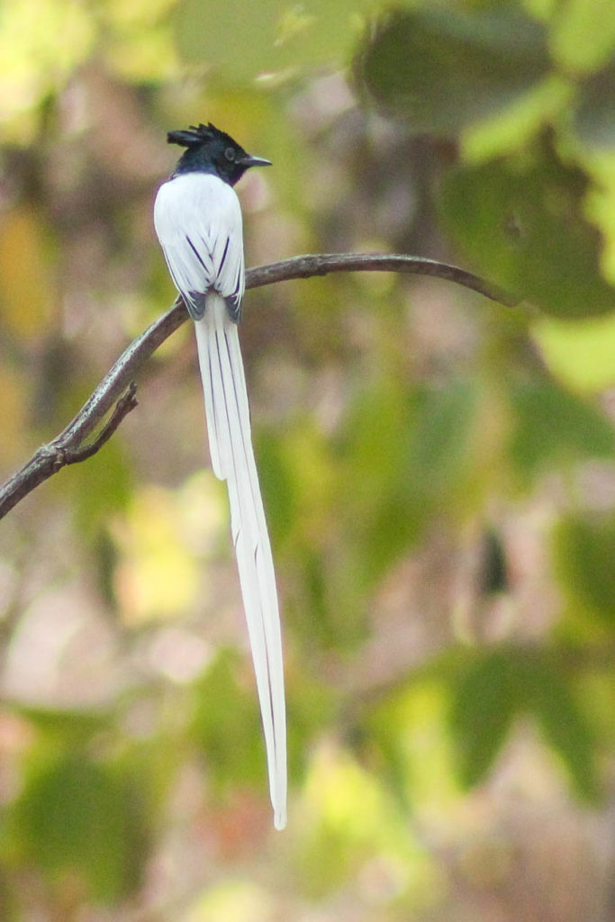 Birds Bot Tiger Reserve