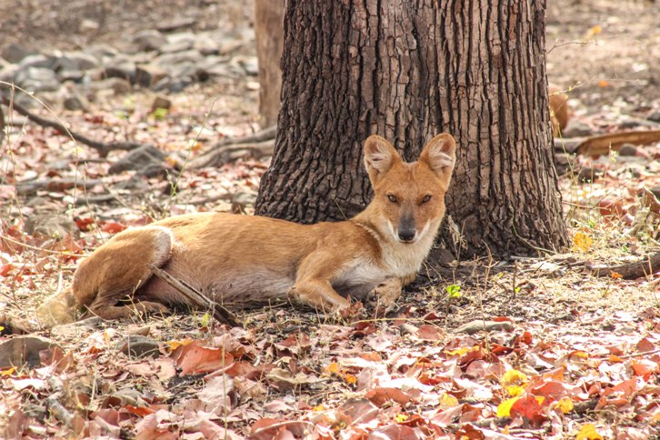 Bor Tiger Reserve Smallest Reserve
