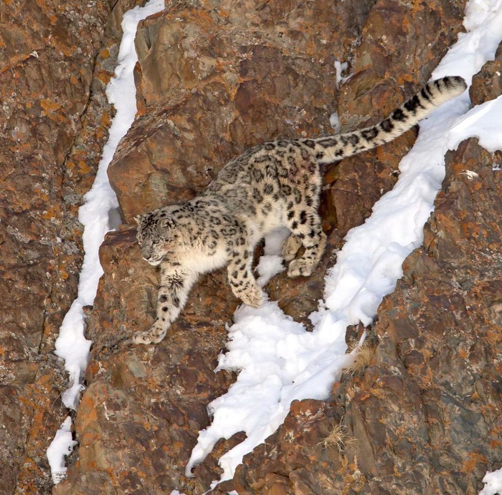 Hemis National Park Snow Leopard