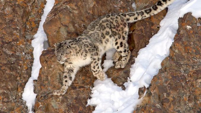 Snow Leopard - Hemis National Park Hemis National Park - Snow Leopard