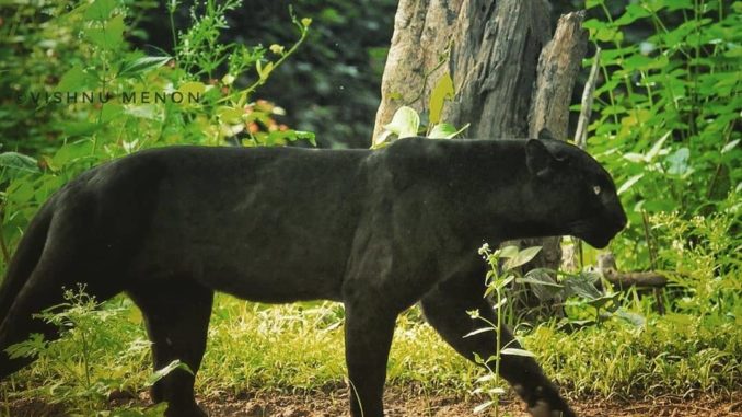 National Parks of India National Parks of India