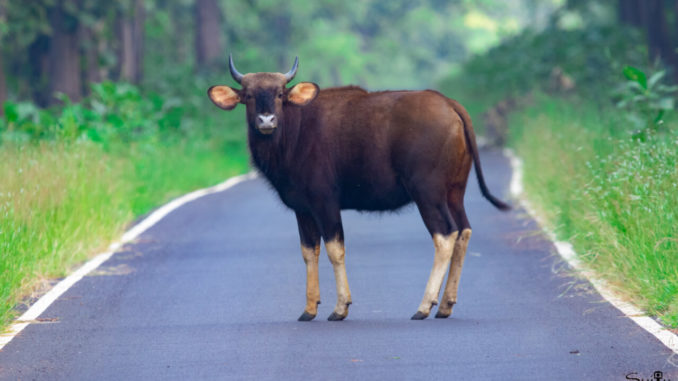 Tadoba National Park List of National Parks