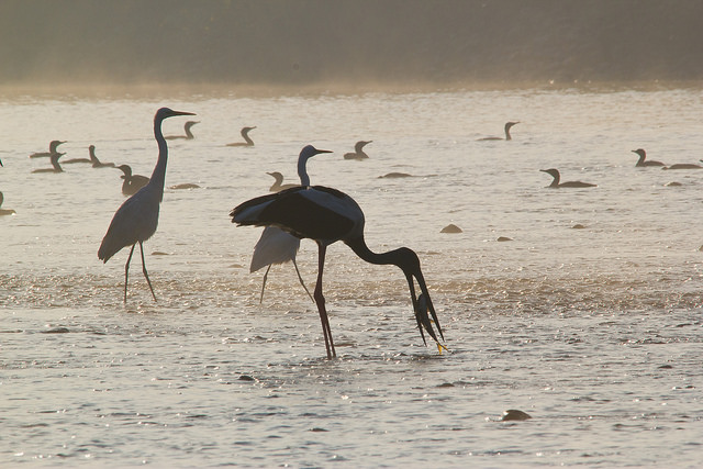 Jim Corbett National Park