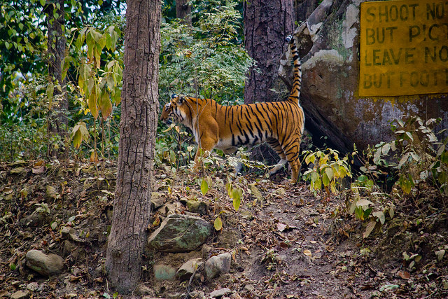 Jim-Corbett-National-Park-India