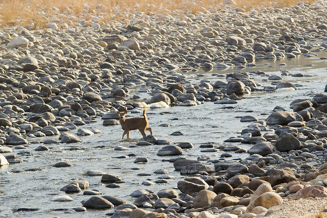 Jim-corbett-national-park