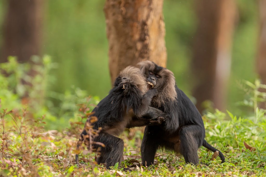 Anamalai Tiger Reserve