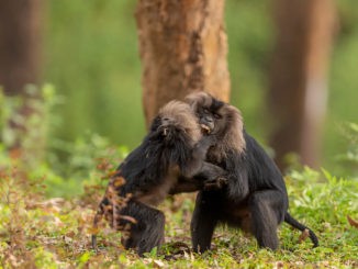 Anamalai Tiger Reserve
