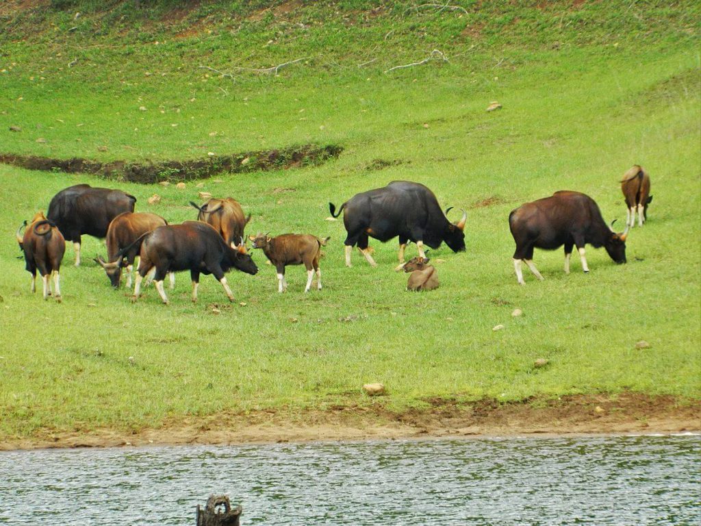 Periyar National Park Travel Guide