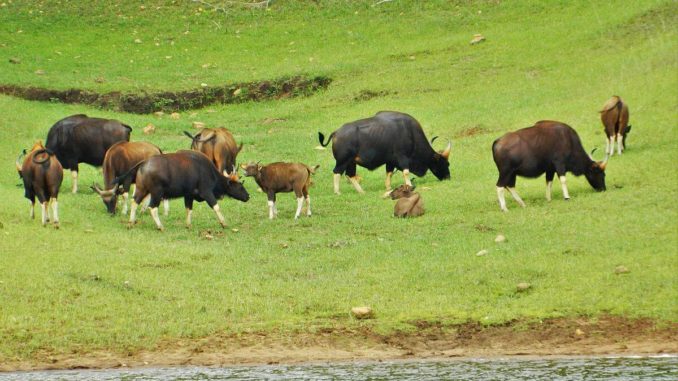 Periyar-National-Park Periyar National Park Travel Guide