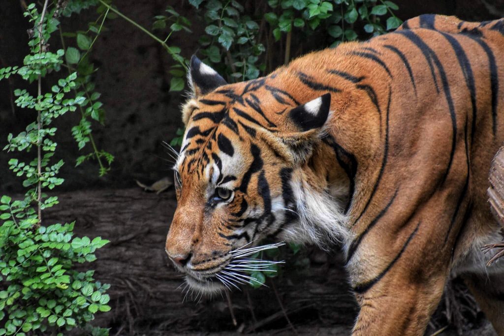 Royal Bengal Tiger Facts