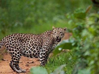 Leopard Cat in India