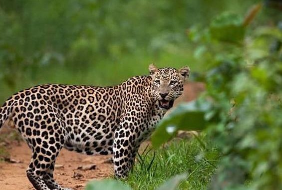 Big Cats India Leopard Leopard Cat in India