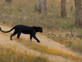 Black Panther Animal
