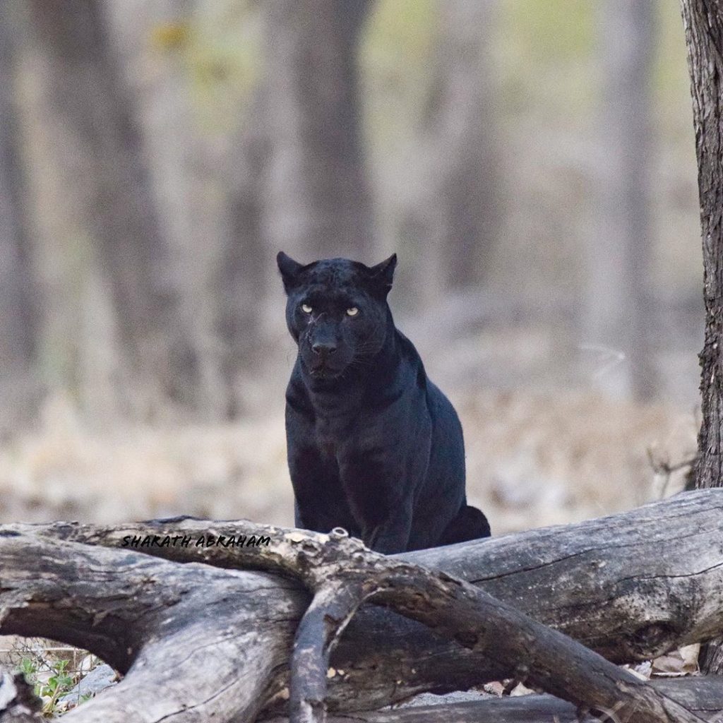 Black Panther in Kabini