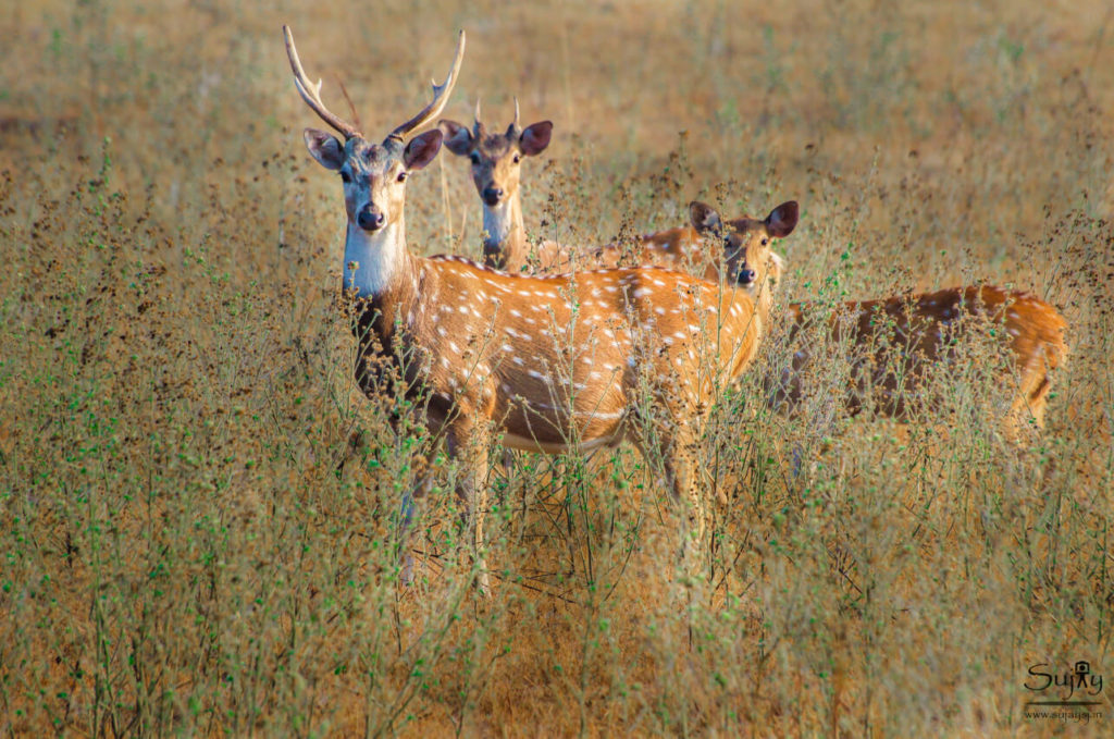Corbett Tiger Reserve