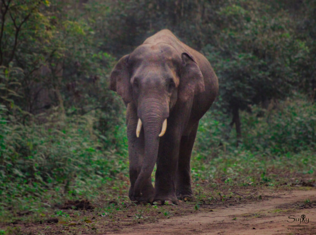 Most Famous National Park in India
