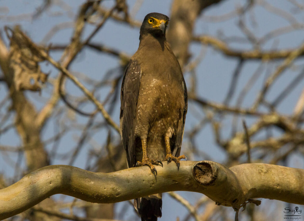 Nagarhole National Park Karnataka