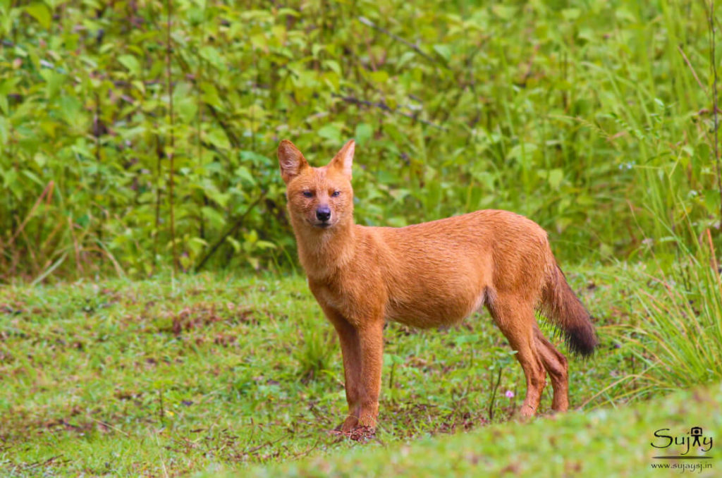 Nagarhole Nationa Park