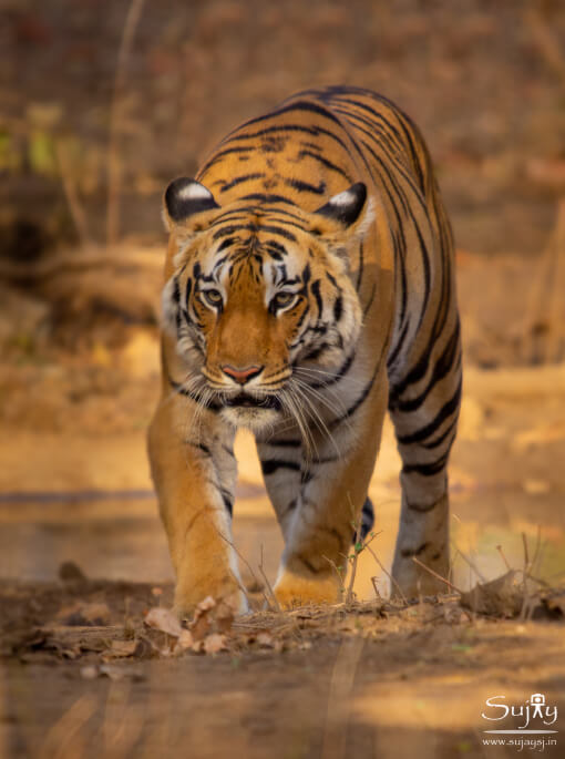 Tiger In Pench Tiger Reserve MP