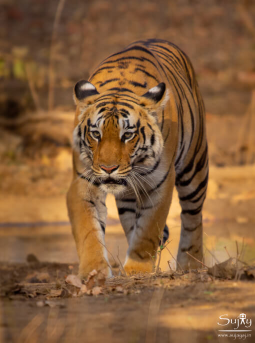 Tiger Pench Tiger Reserve MP