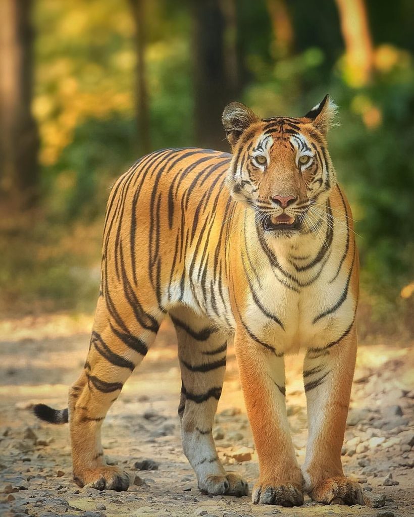 Project Tiger in India