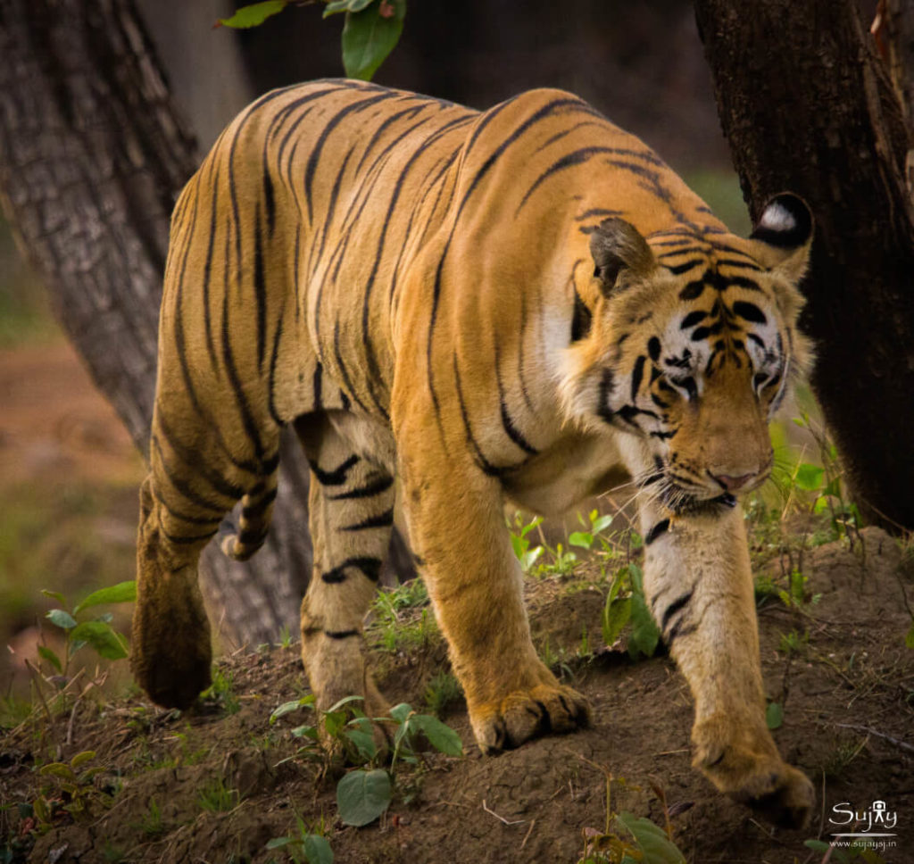 Tadoba Tiger Reserve Maharashtra