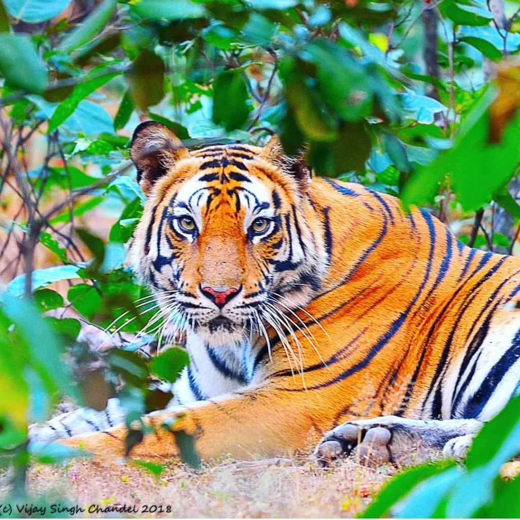 Sanjay Dubri Tiger Reserve