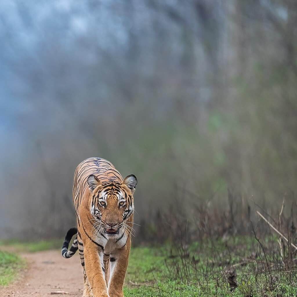 Big Cat Bengal Tiger