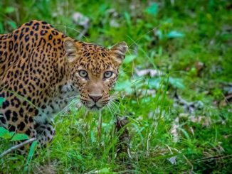 Leopard Big Cat
