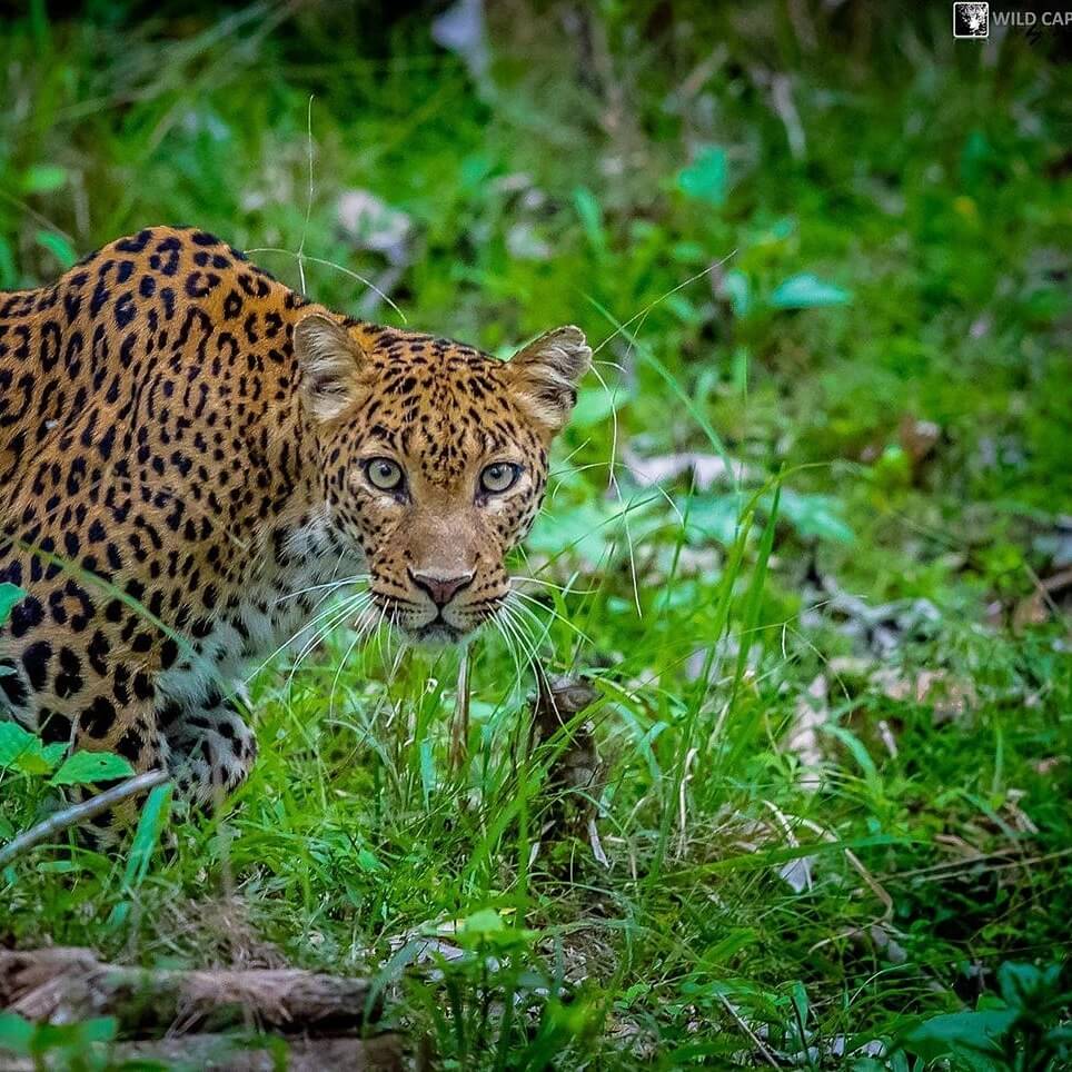 Leopard Big Cat