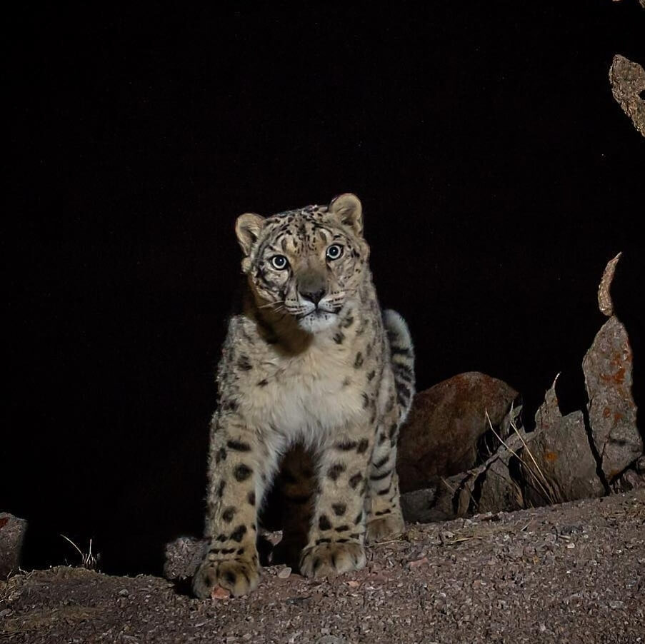 Big Cat Snow Leopard