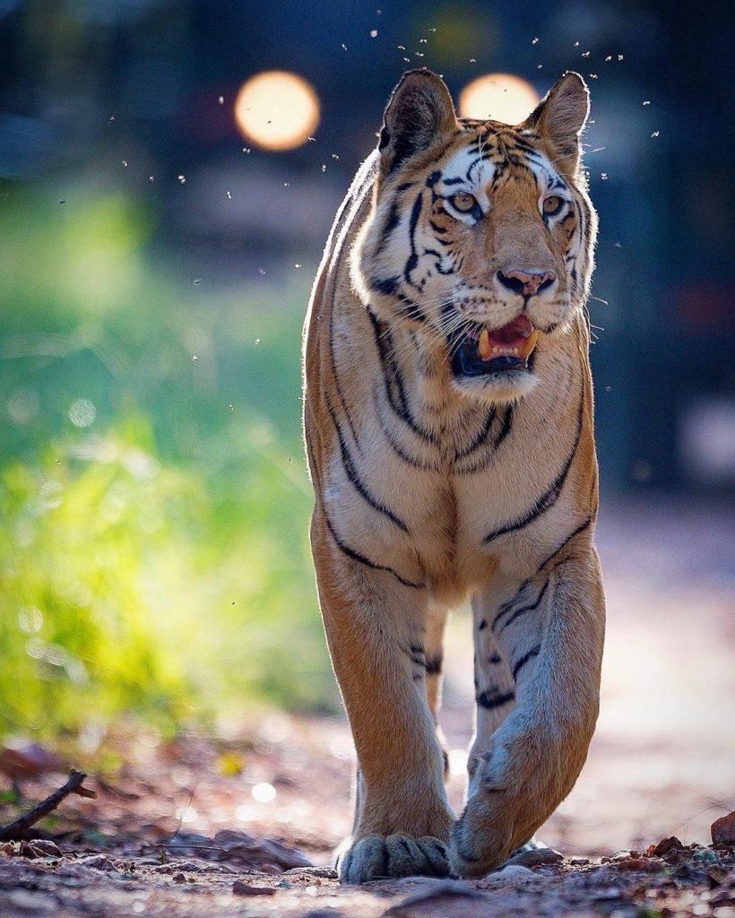 Pench Tiger Reserve
