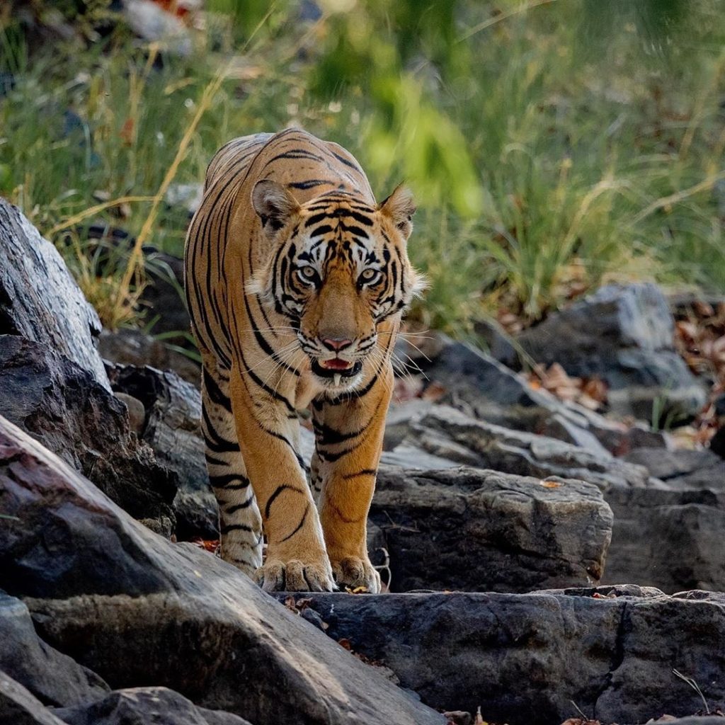 Ranthambore Tiger Reserve