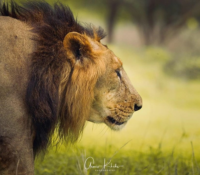 Asiatic Lion at Gir National Park