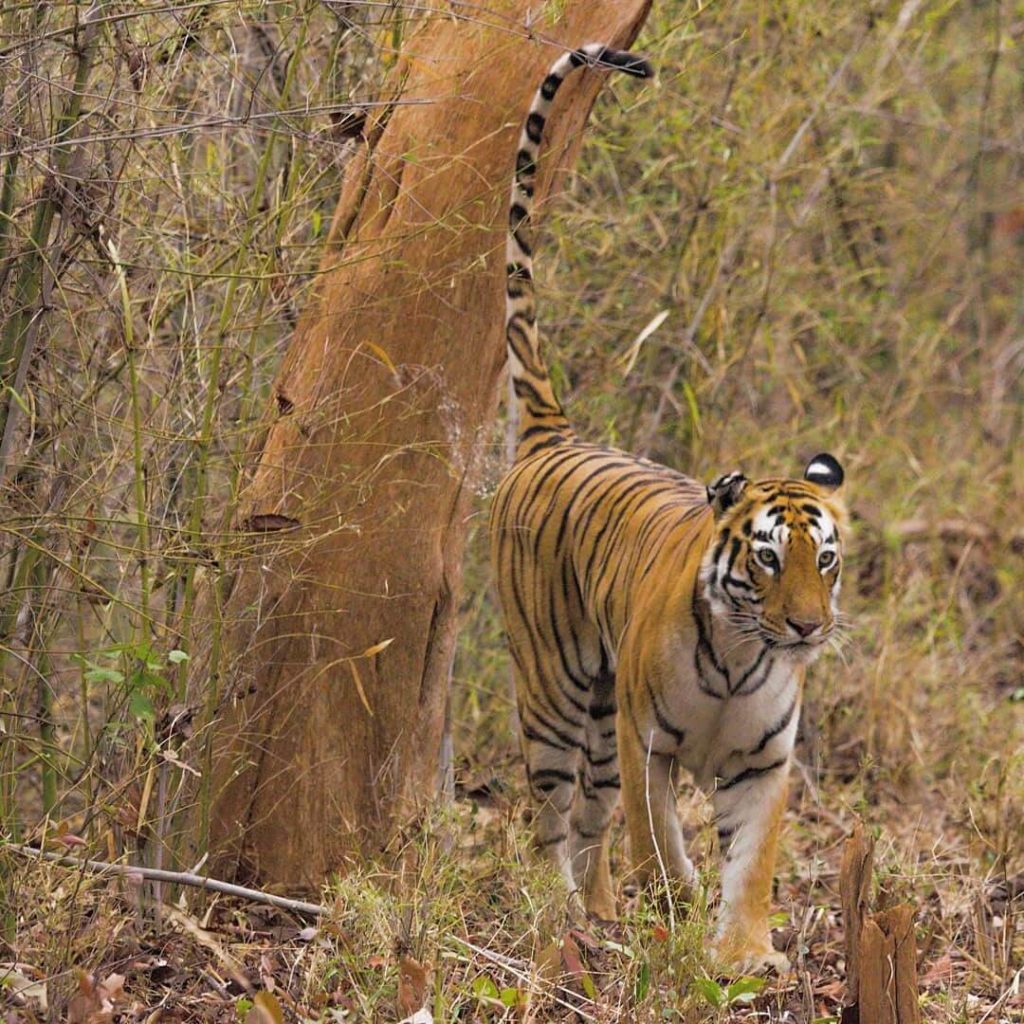 Tiger Marking Territory