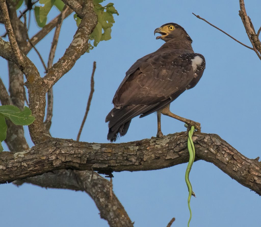 Dudhwa National Park in India